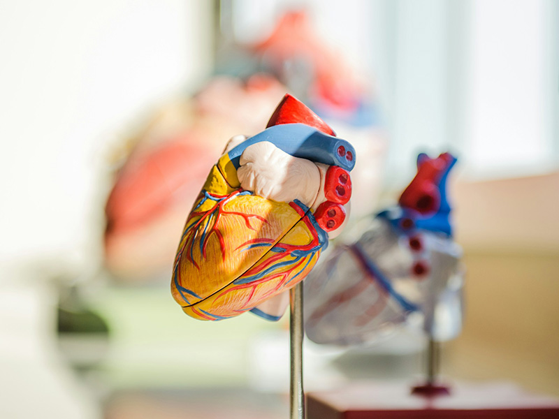 talleres cuerpo humano - Loca Academia de Las Ciencias
