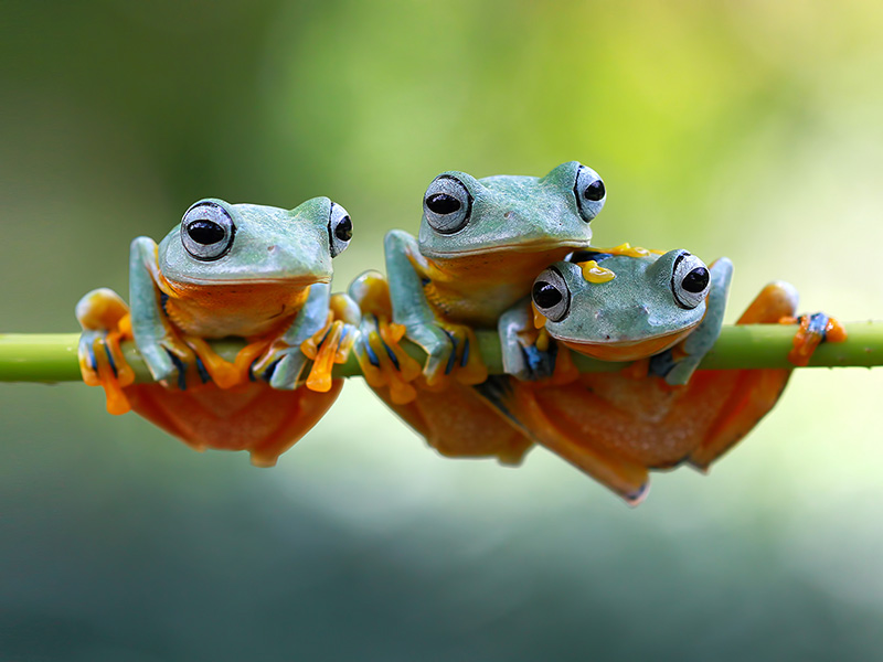 Talleres sobre naturaleza - Loca Academia de Las Ciencias - Programas de medioambiente